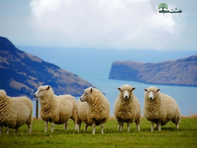ما حكم الأضحية وما شروطها 1